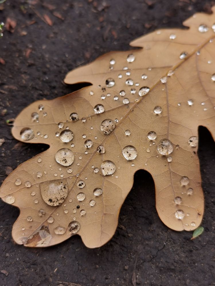 Фотография автора Елена Гордиевская