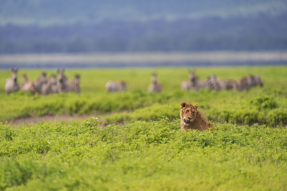 Zebras gaze at a lion inside the Ngorongoro crater floor