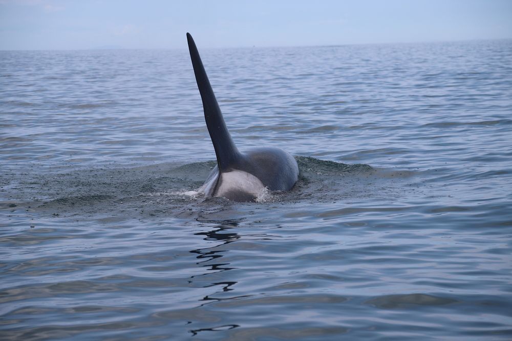 Photograph by Соколова Елена