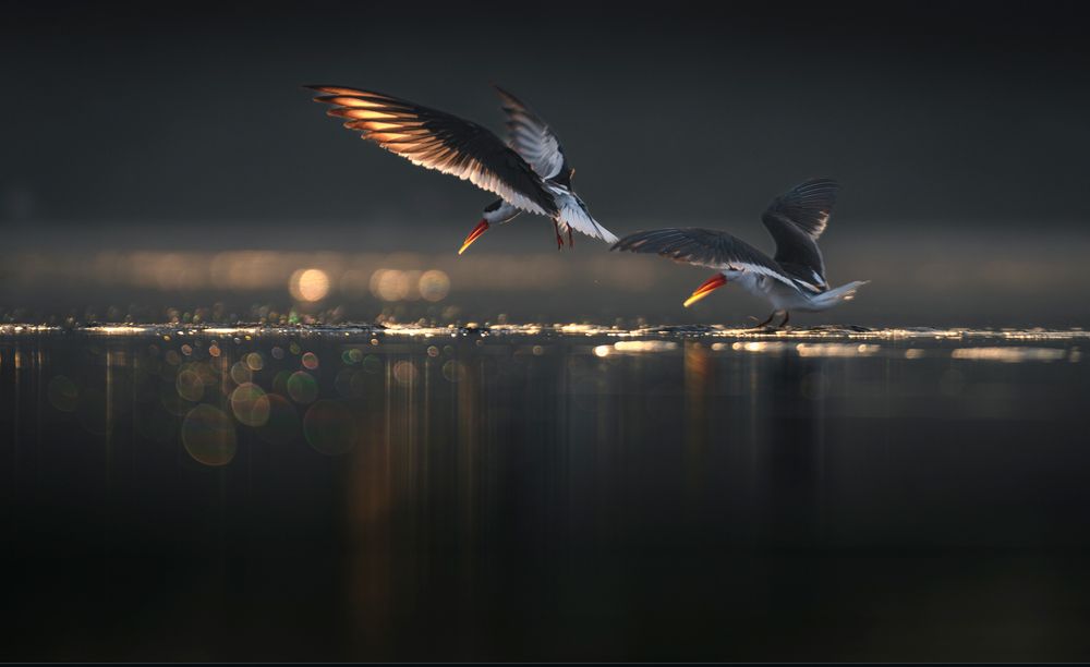 Photograph by Jayanta