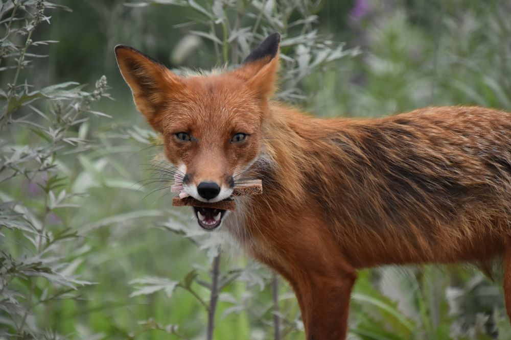 Photograph by Соколова Елена