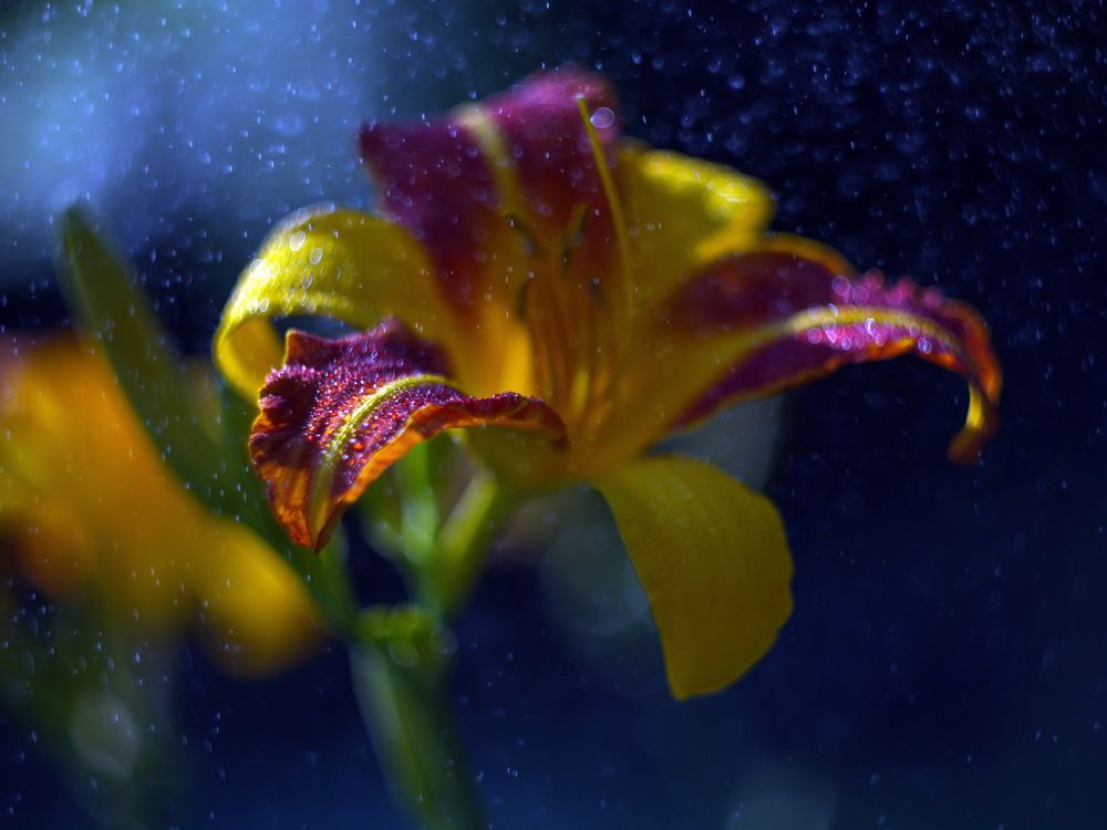 Фотография автора Юрий Кашлевский