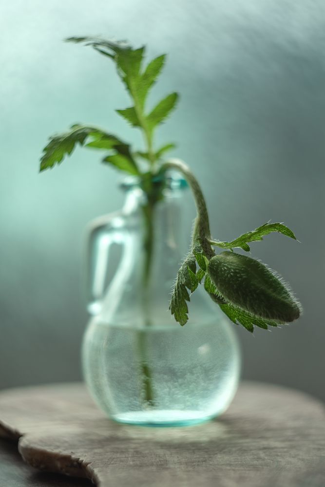 Фотография автора Viktoria Roschen