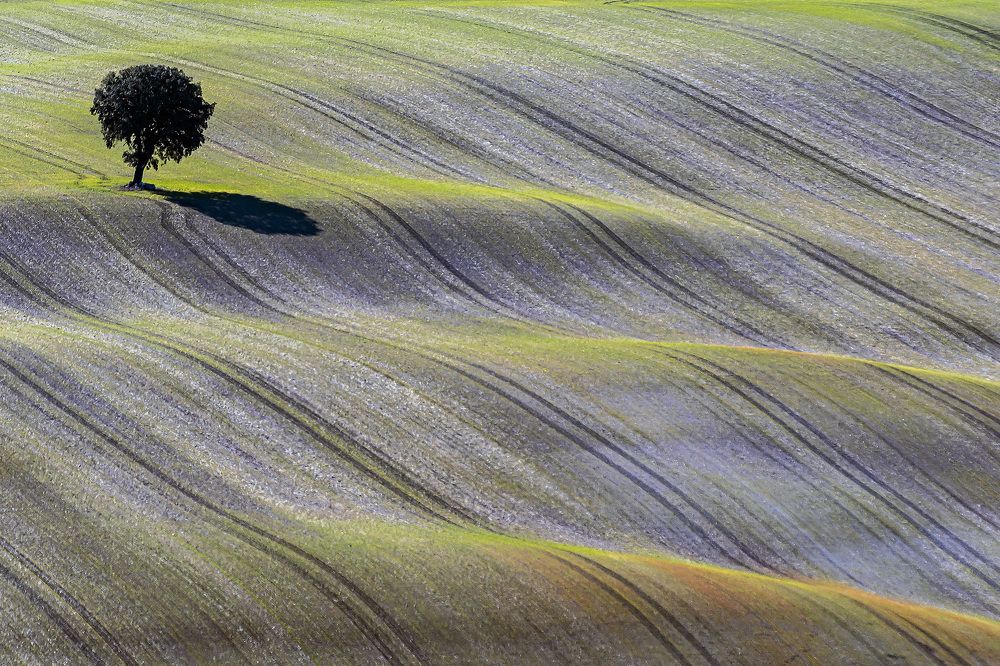 Sea in the Cerrato (III)
