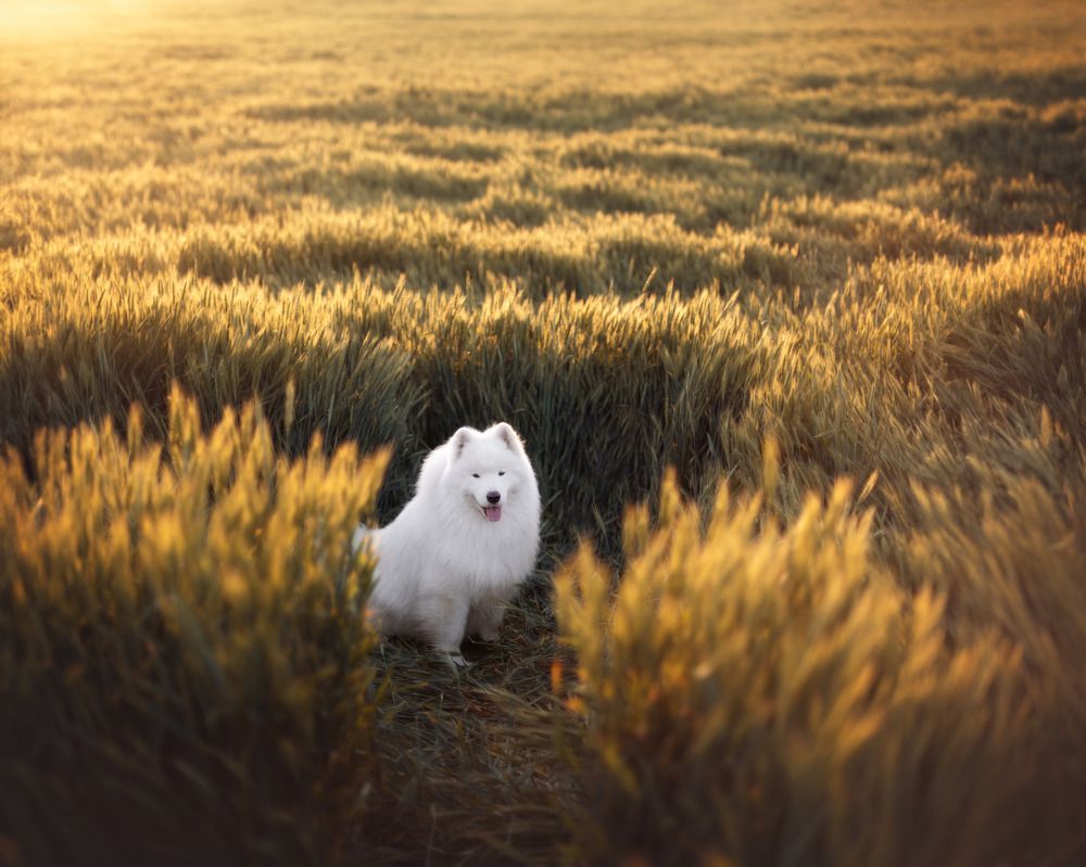 Photograph by Евгения Майорова