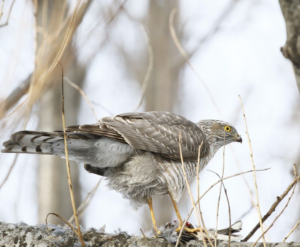 Охота ястреба