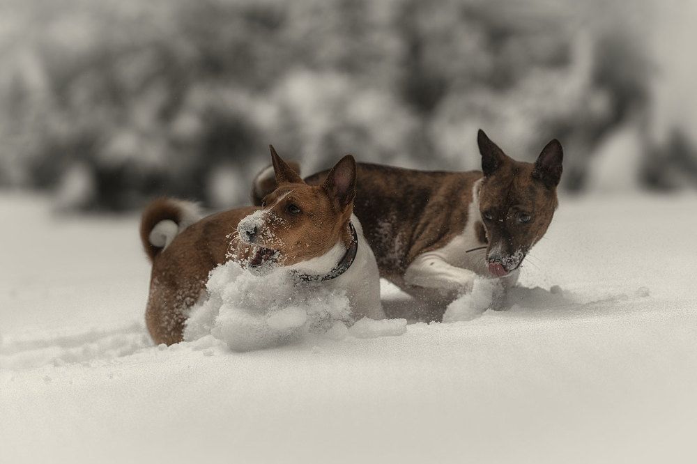 Фотография автора Iurii Butakov