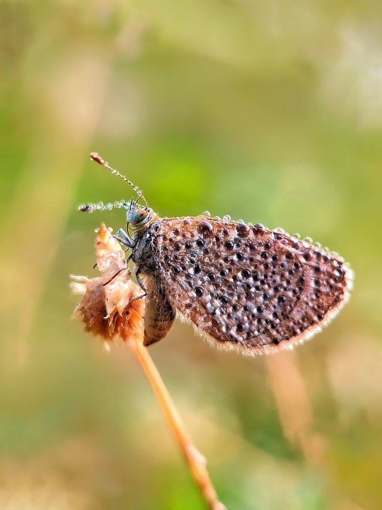 Фотография автора RAHUL SAHA