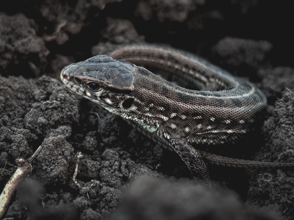 Фотография автора Константин Григорьев