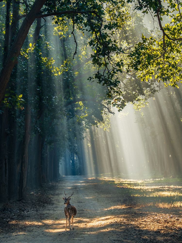 Pilgrimage of Wildlife