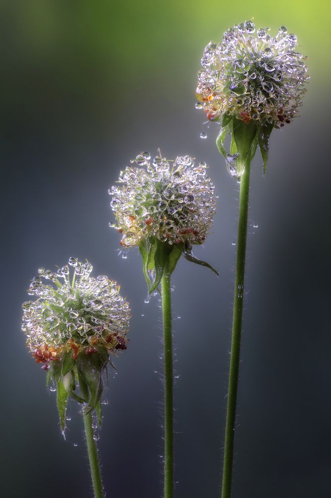 Утренняя свежесть...