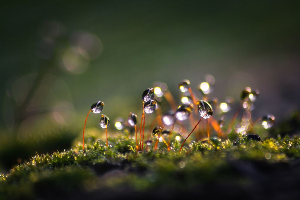 Где-то в сказке...