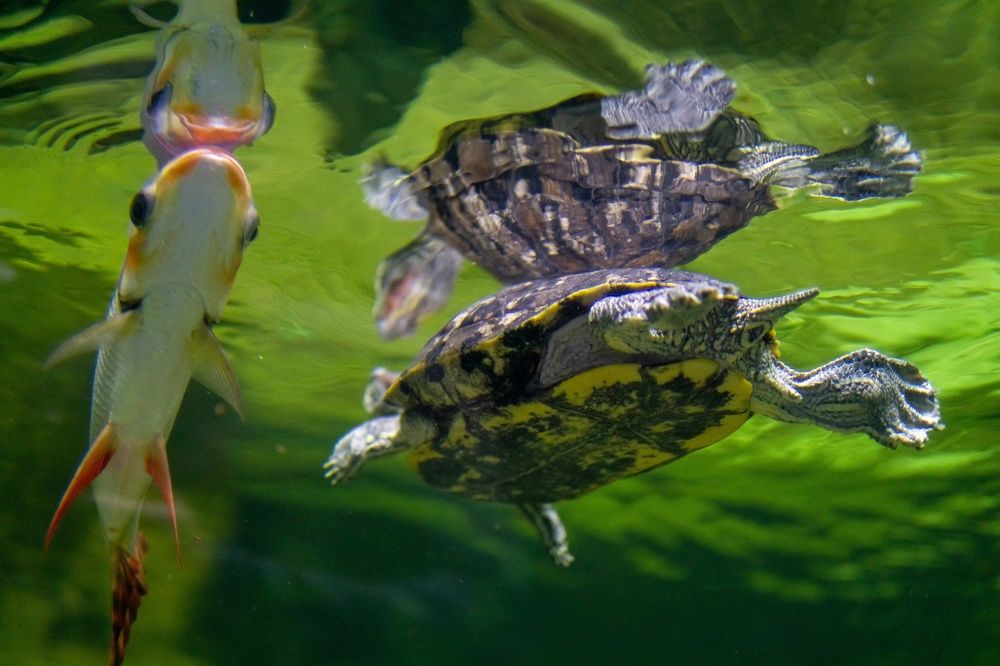 Photograph by Anya Ignatovich