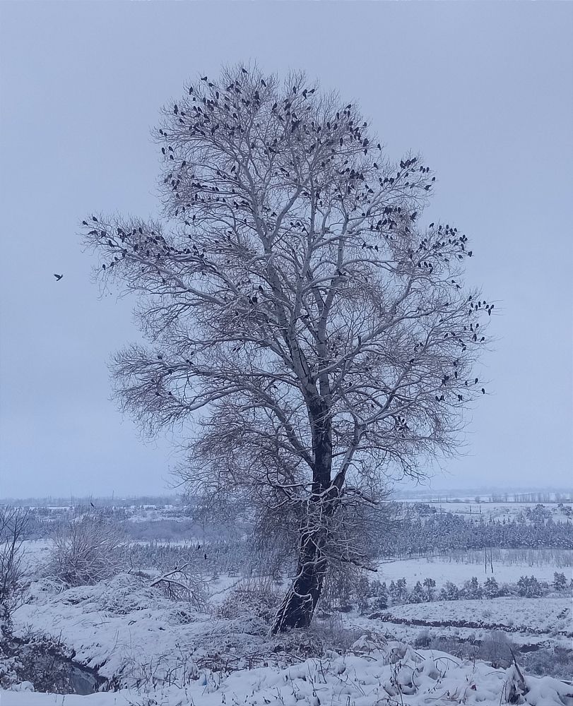 Alone tree and birds.