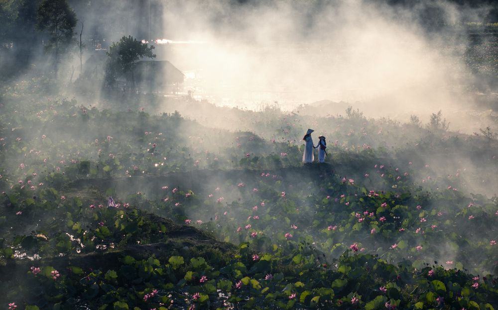 Mùa Sen ở Việt Nam