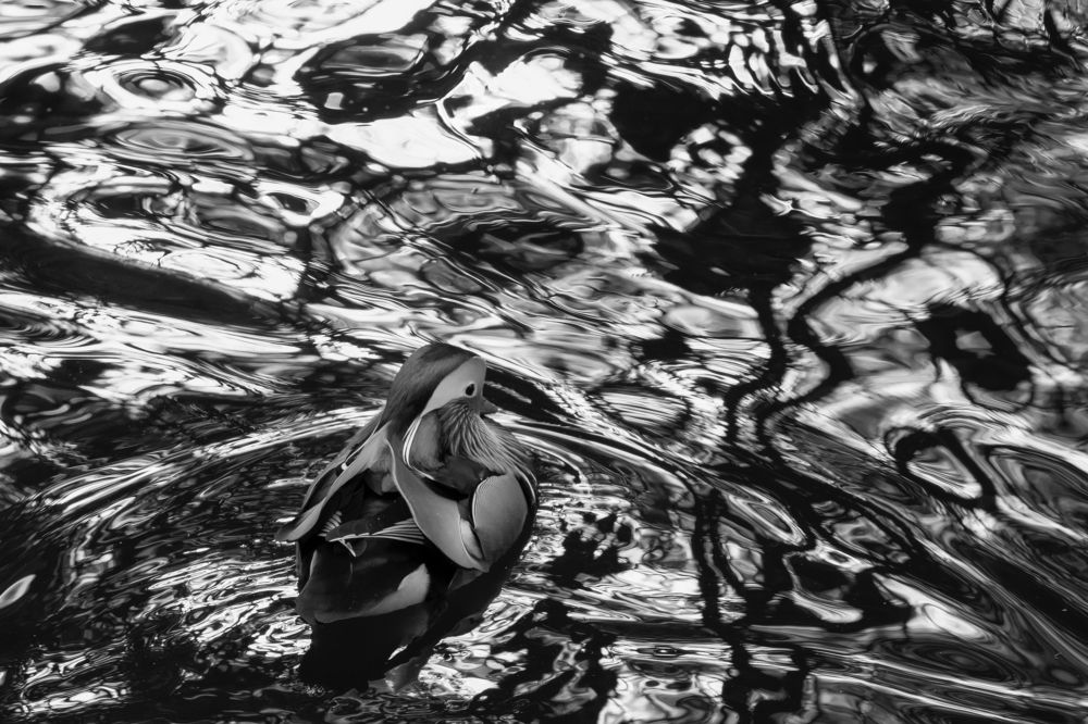 Photograph by Константин Пухов