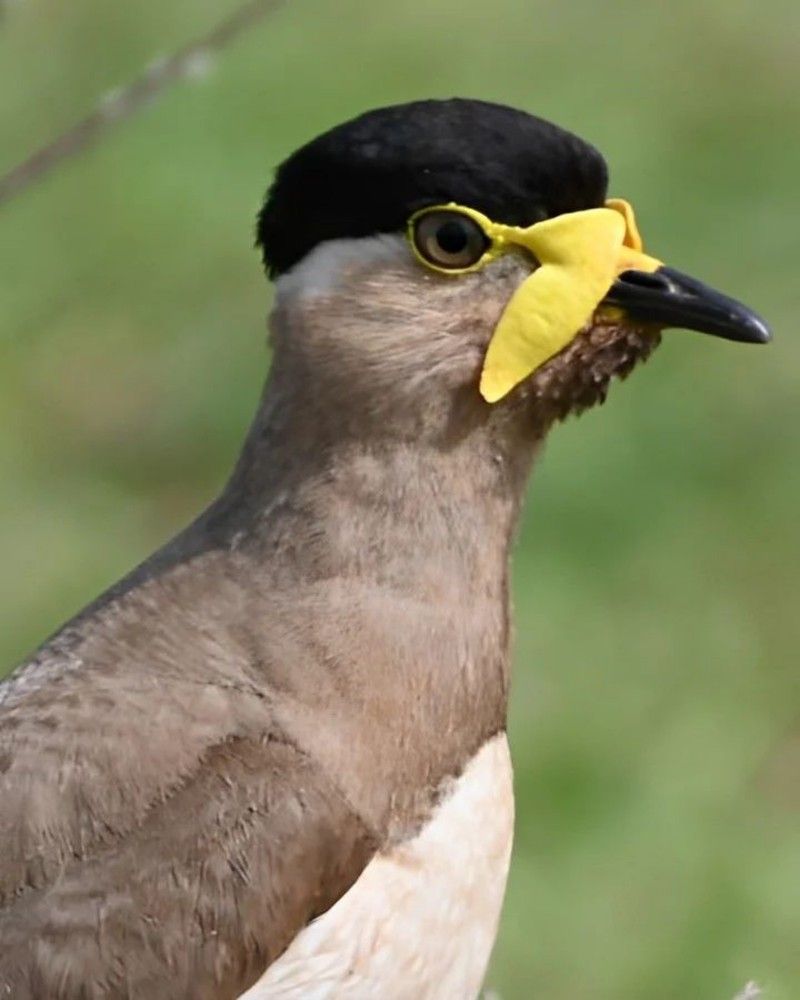 Photograph by SUDARSHANA KRISHNA N.S.