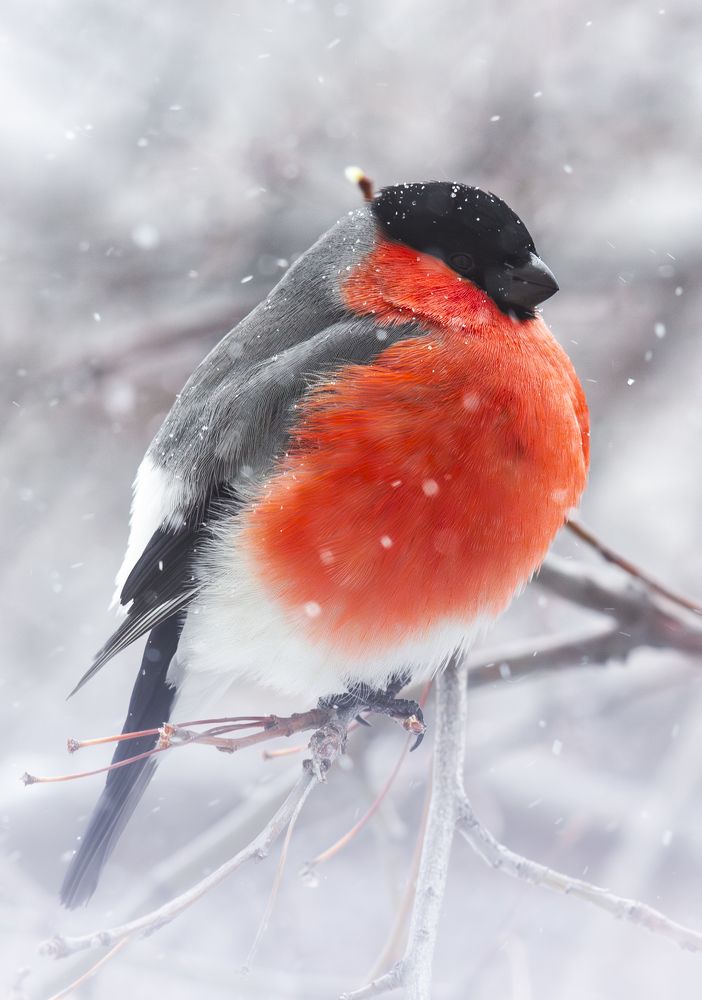 Photograph by Дмитрий Веретельников