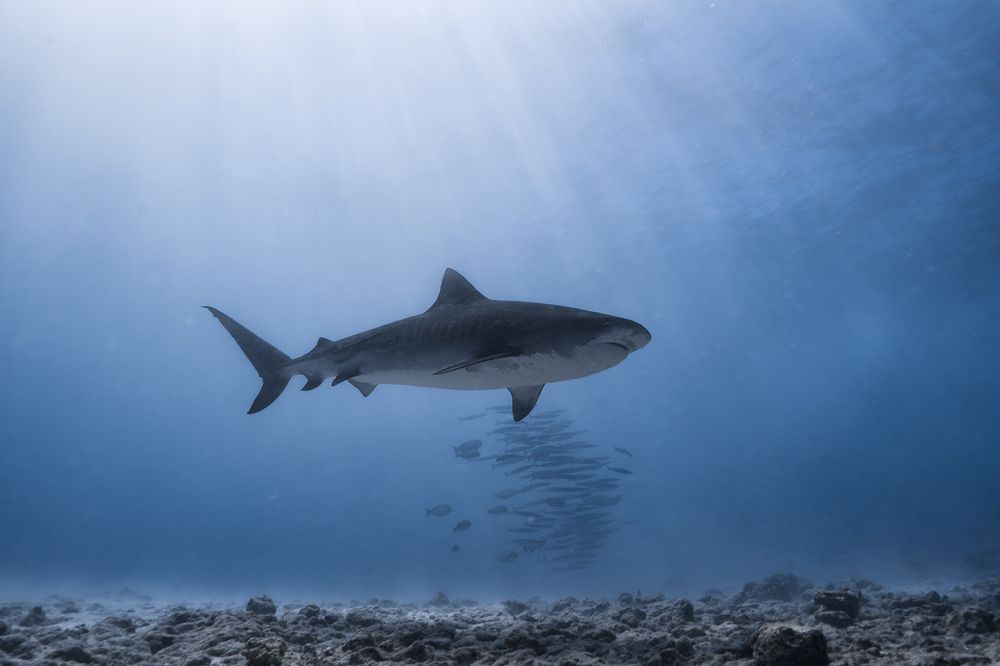 Photograph by Curry Yang