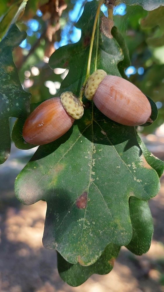 Фотография автора Дячина Анатолий