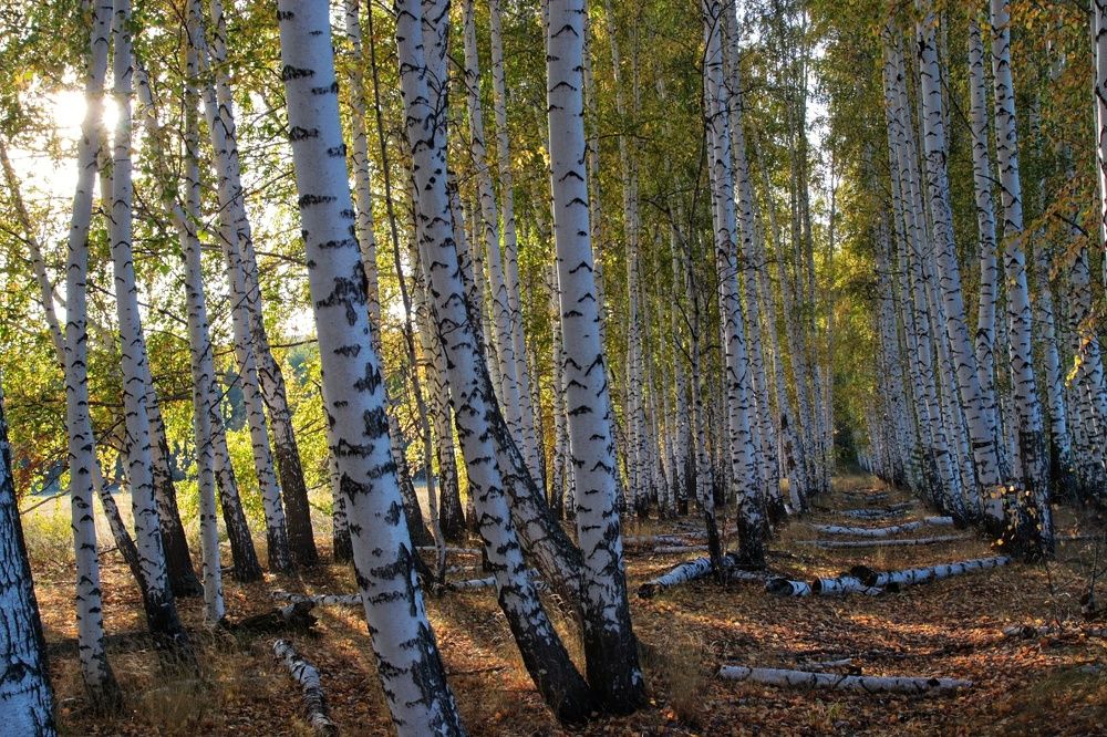 Photograph by Елена Рудкевич