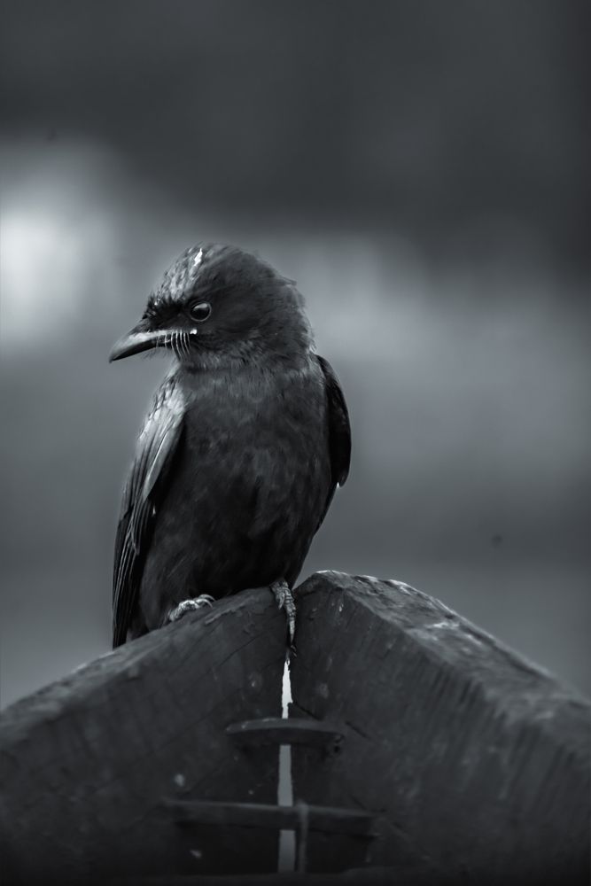 Monochrome Melancholy: The Drongo's Elegance