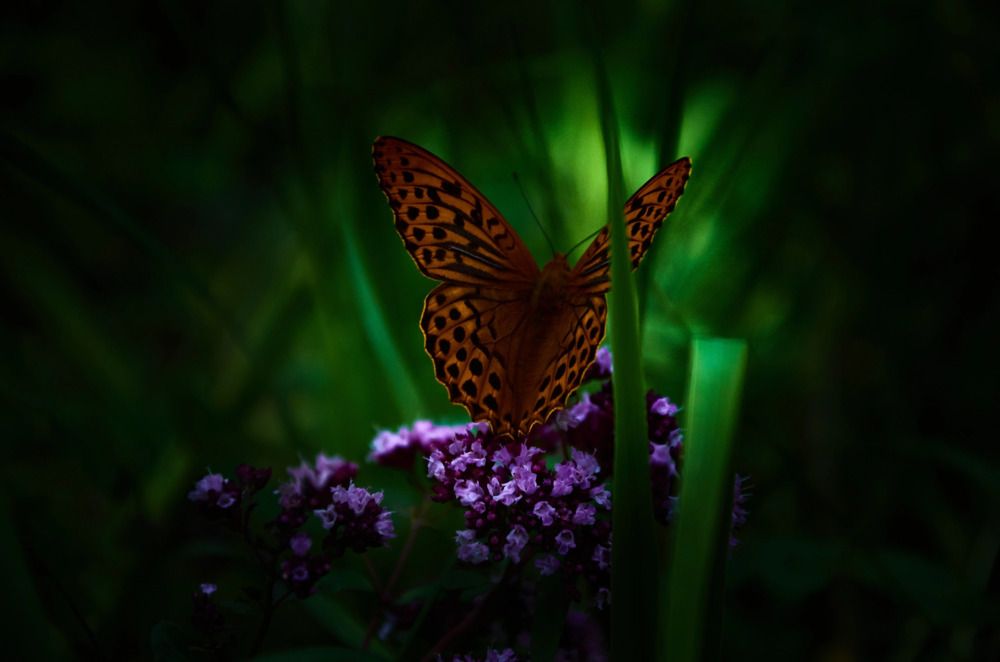 Photograph by Елена Кадаева