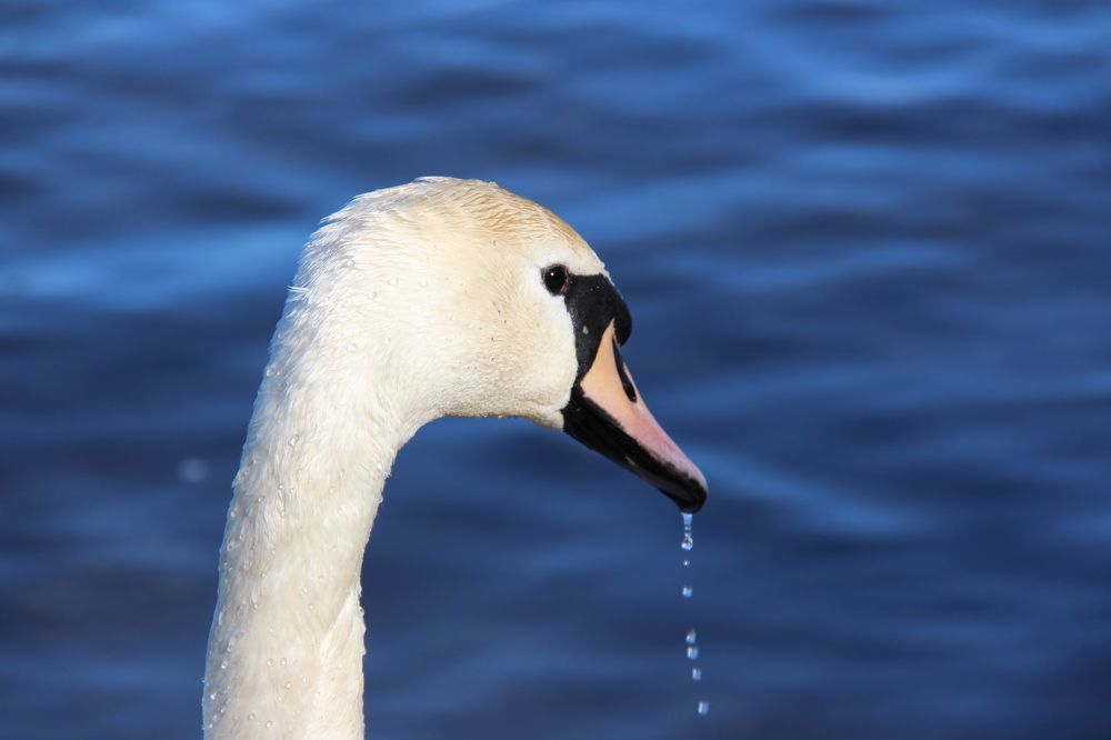 Photograph by Ольга Лев