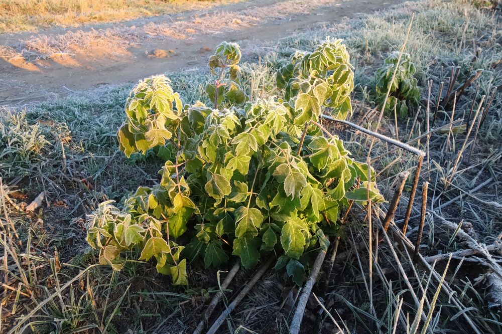 первые заморозки