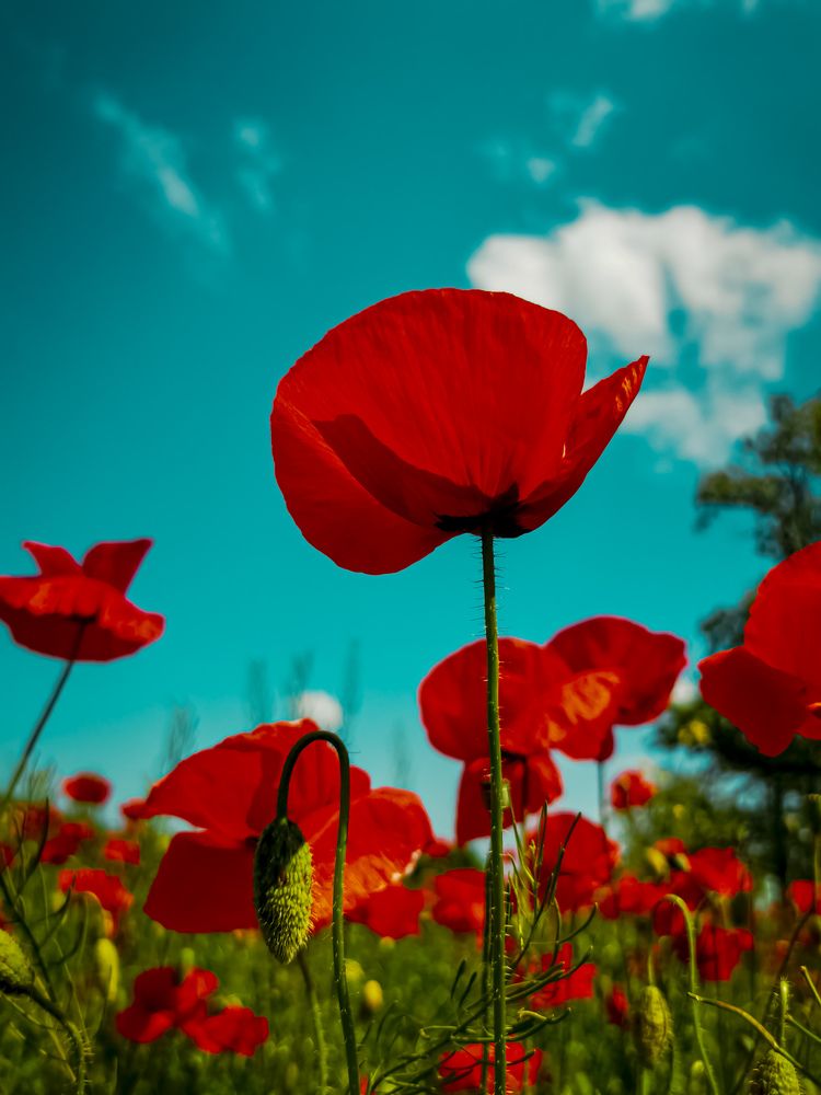 Photograph by Наталья Асоскова