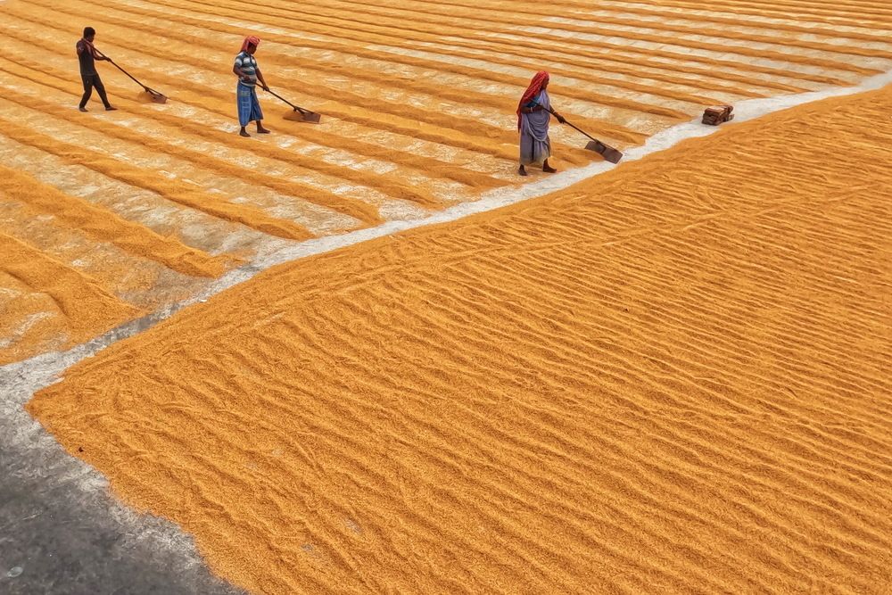 Rural rice mill story.