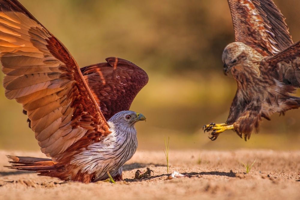 Photograph by Madhurya Mozumder