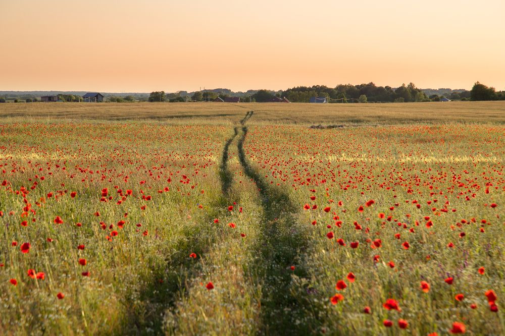 Photograph by Наталья Брюхненко