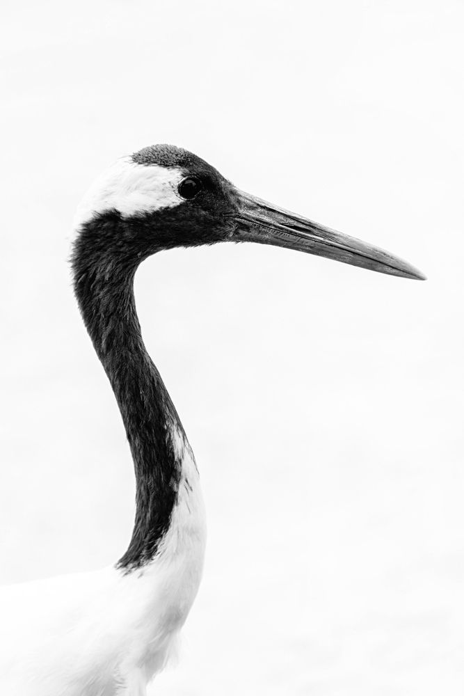 Photograph by Сапронова Марина