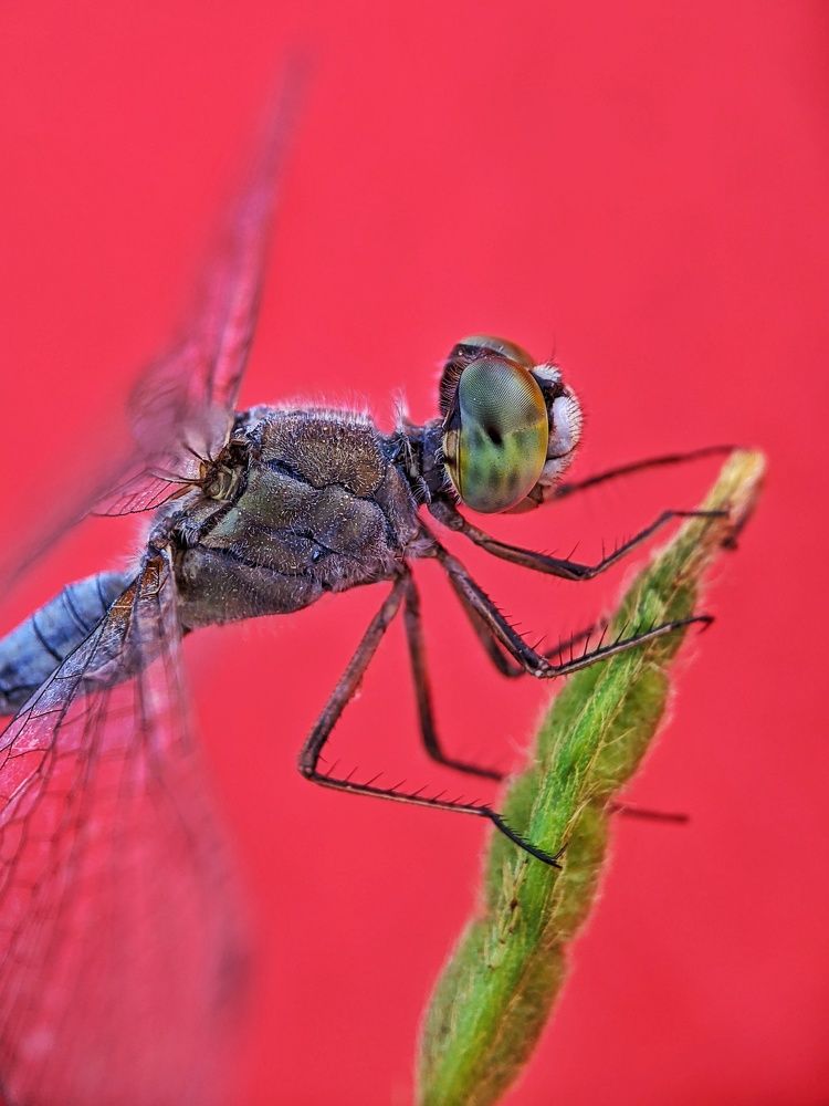 Photograph by Sai Krishna