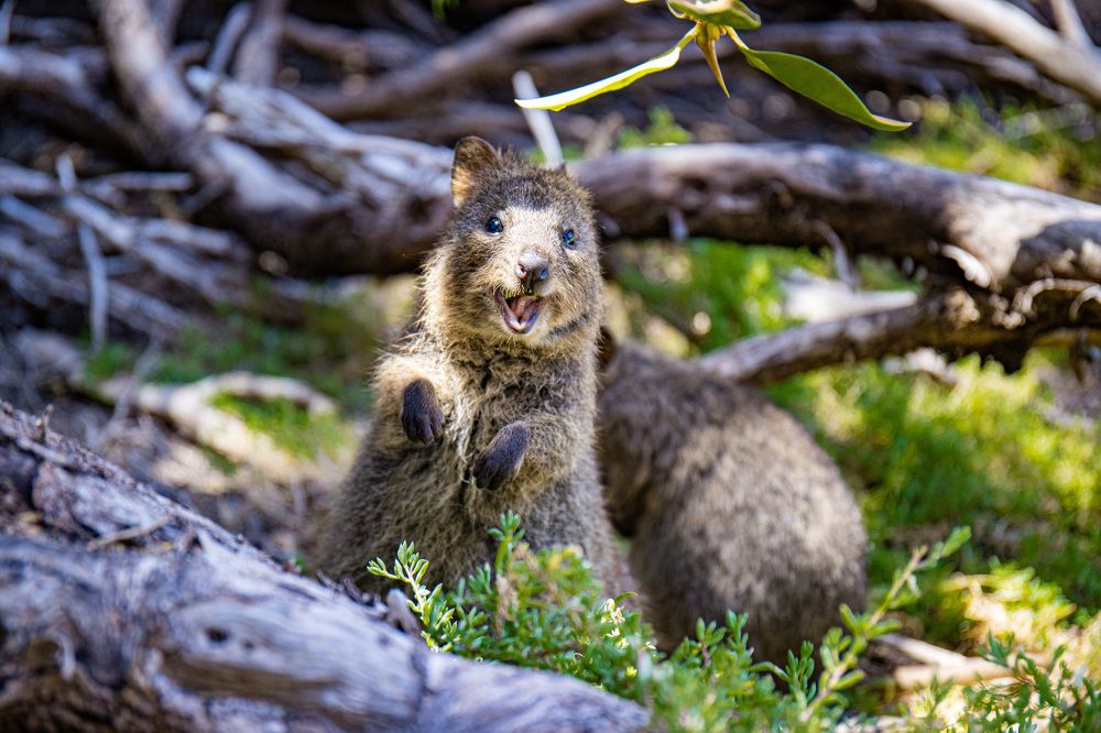 Photograph by Junya Higashi