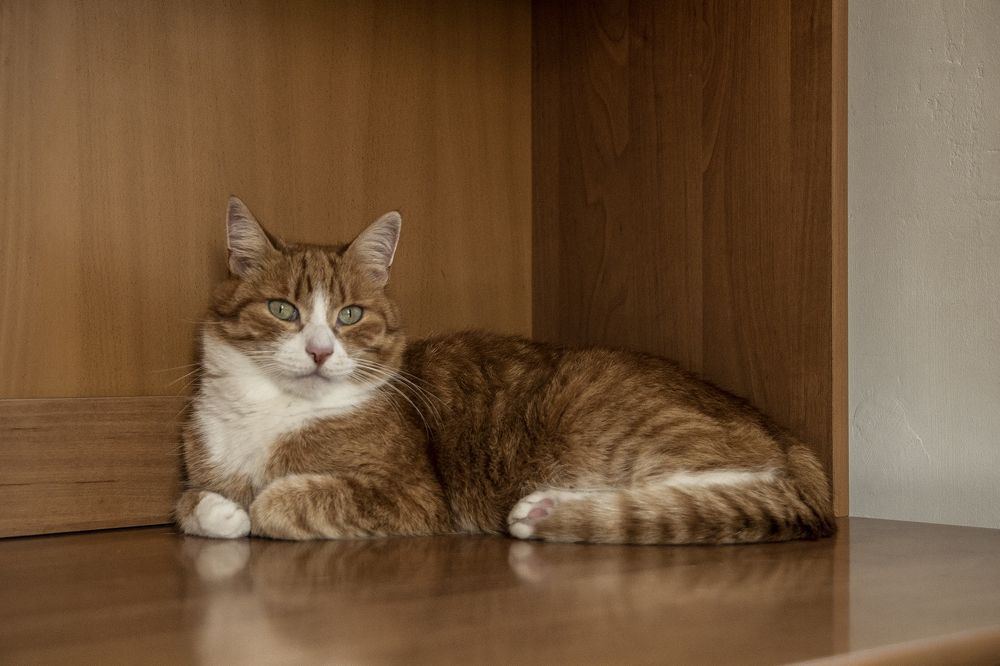 Фотография автора Андрей Рогов