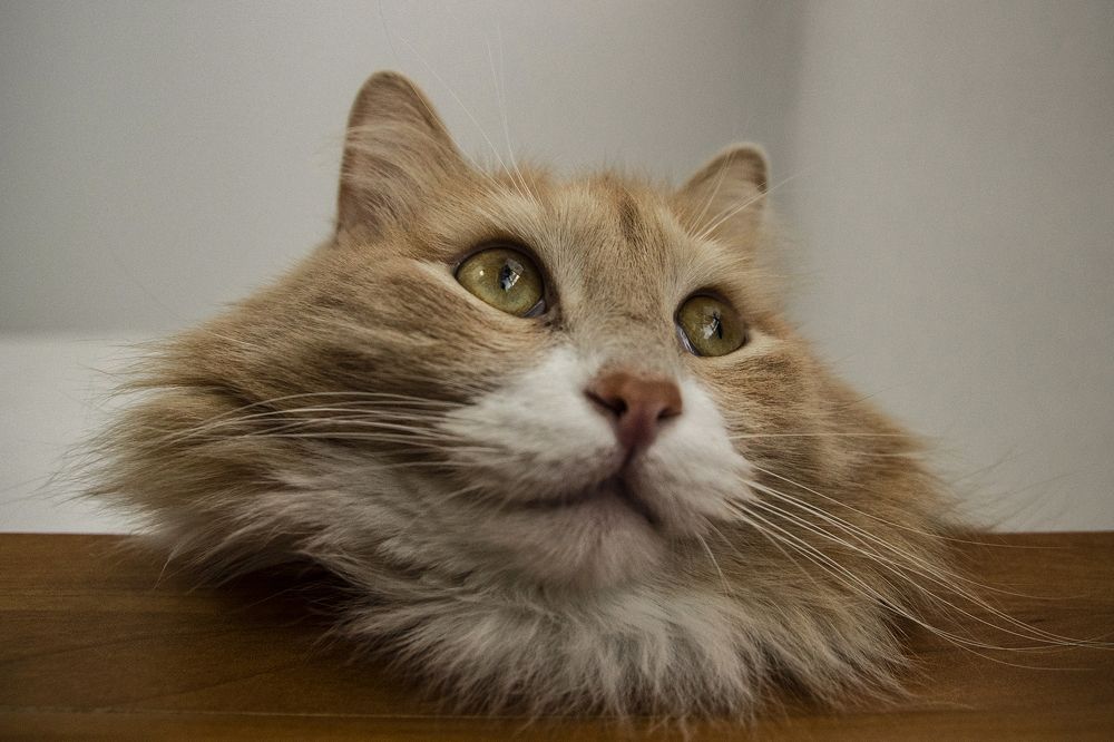 Фотография автора Андрей Рогов