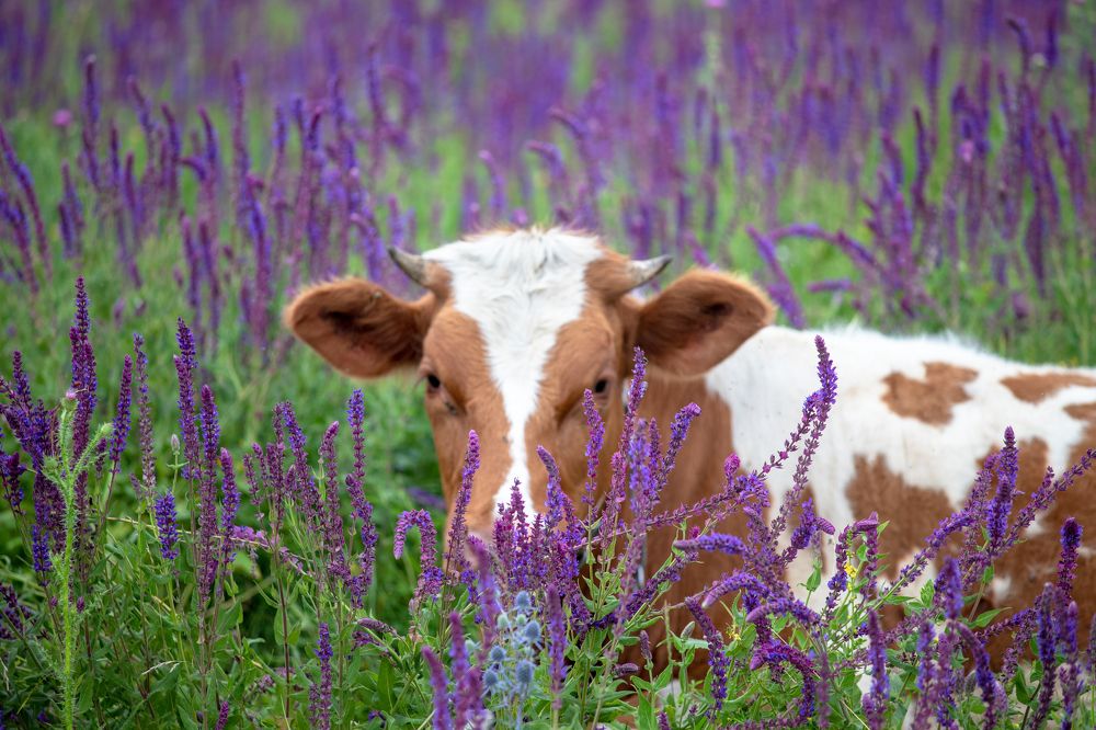 Сиреневое украшение