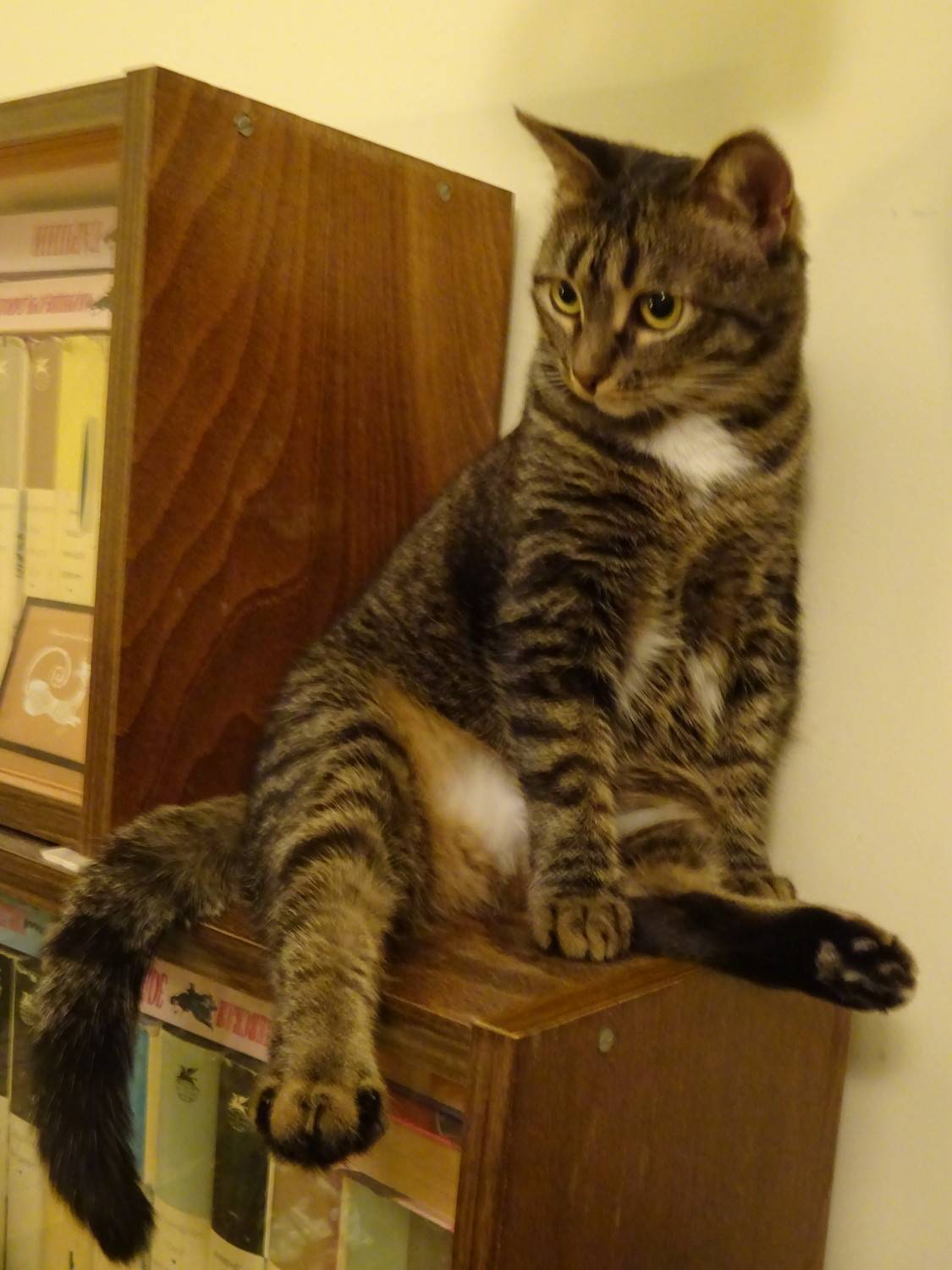 Кот ученый