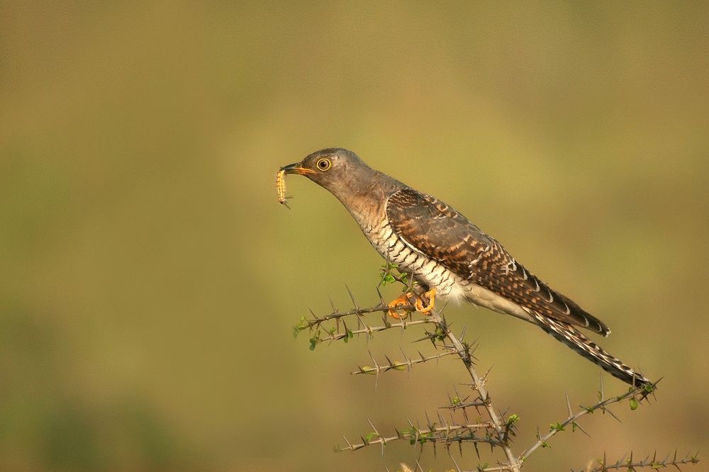 Photograph by Roopesh Mr