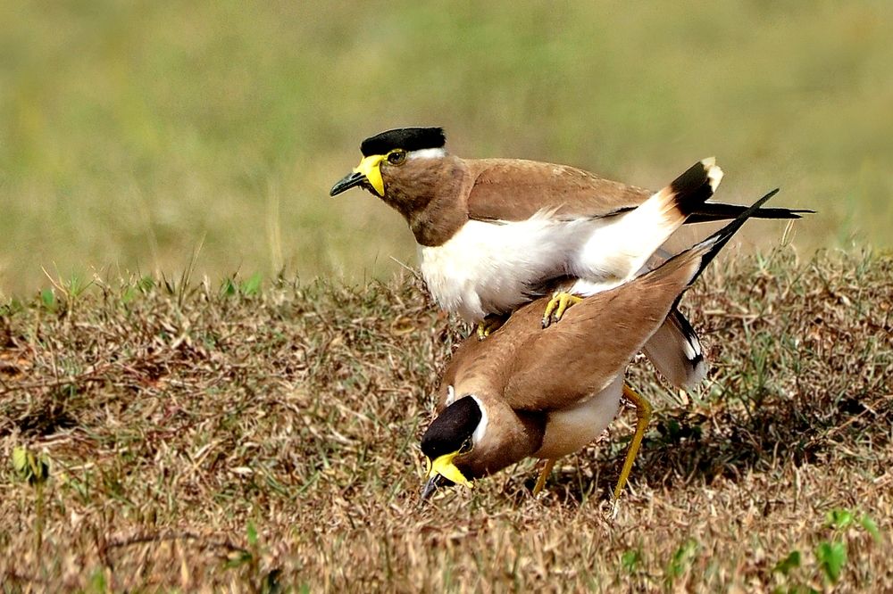 Photograph by Roopesh Mr