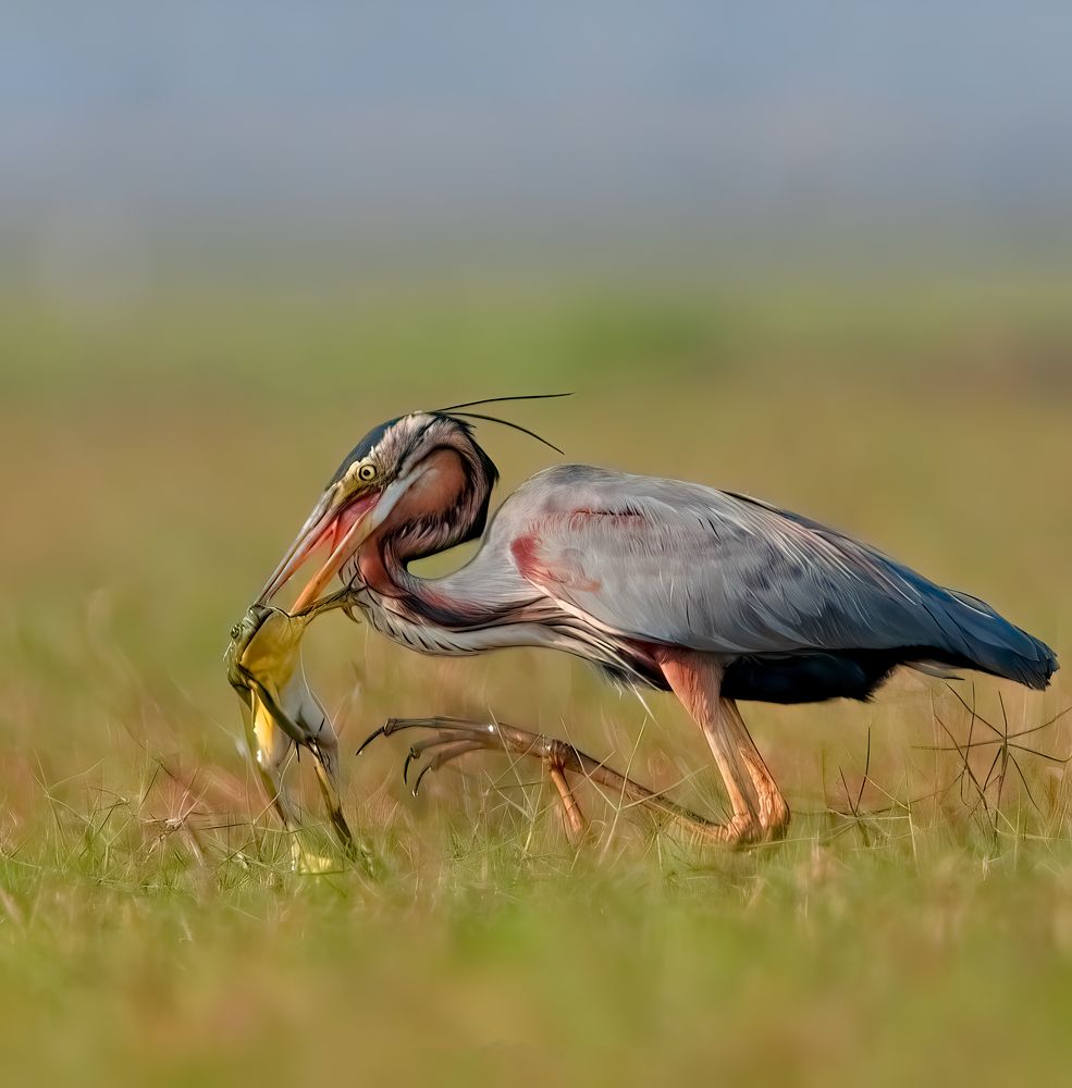 Photograph by Abhishek Manna