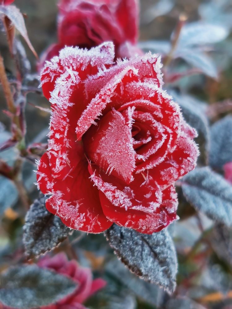 Photograph by Елена