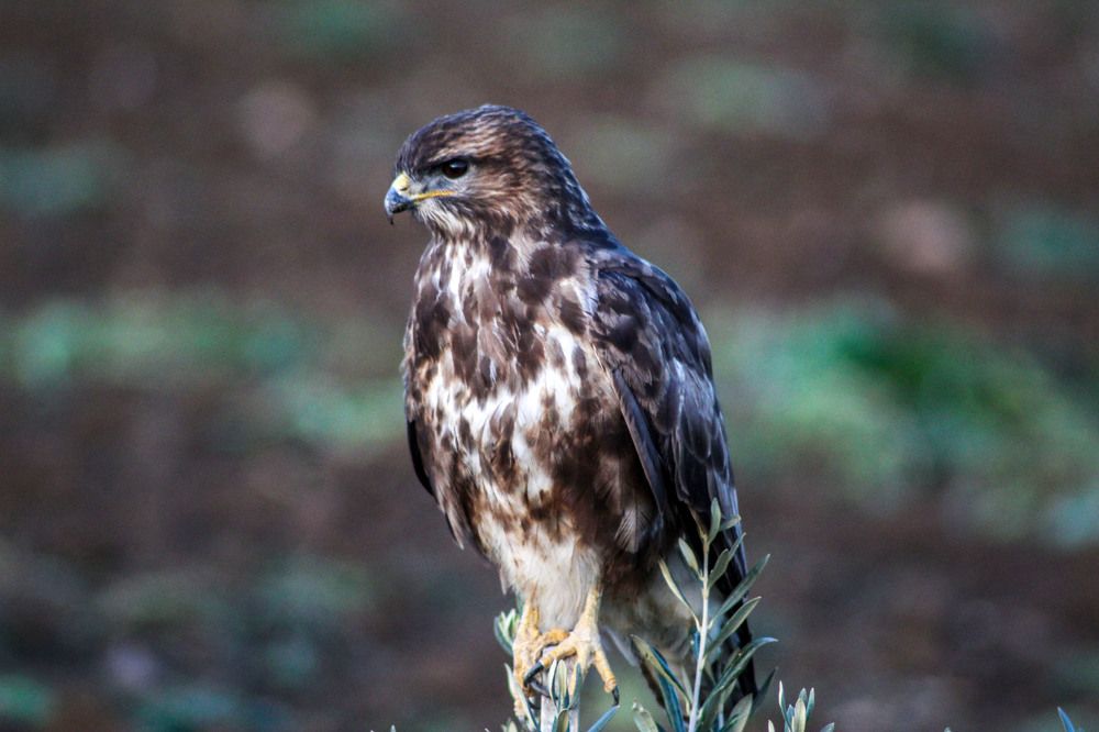 Photograph by Panagiotis Batatolis