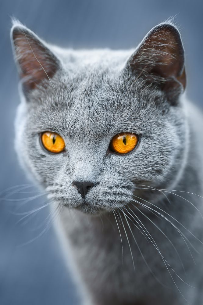 Фотография автора AlexBush