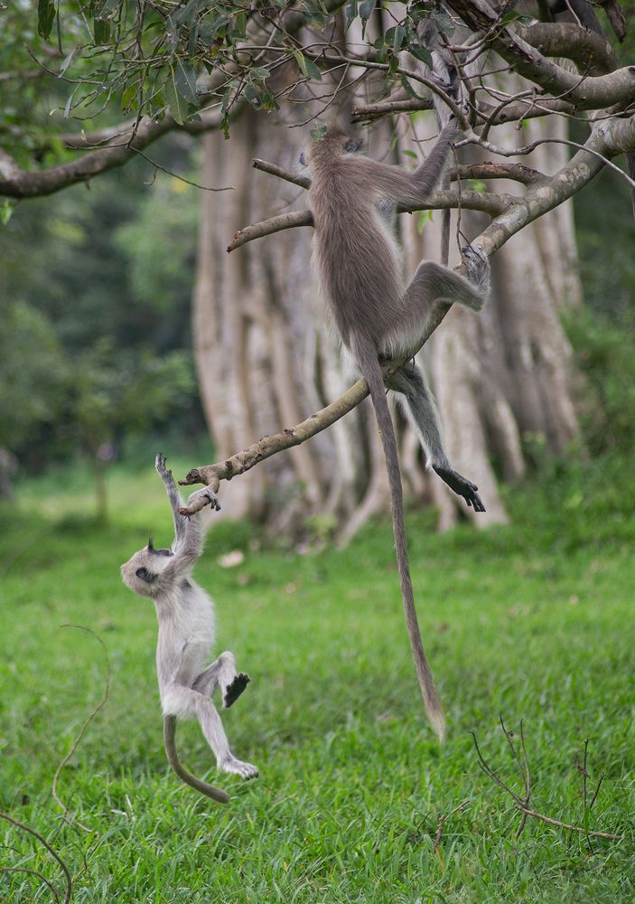 Фотография автора Laddu Sasindu Pramuditha De Silva
