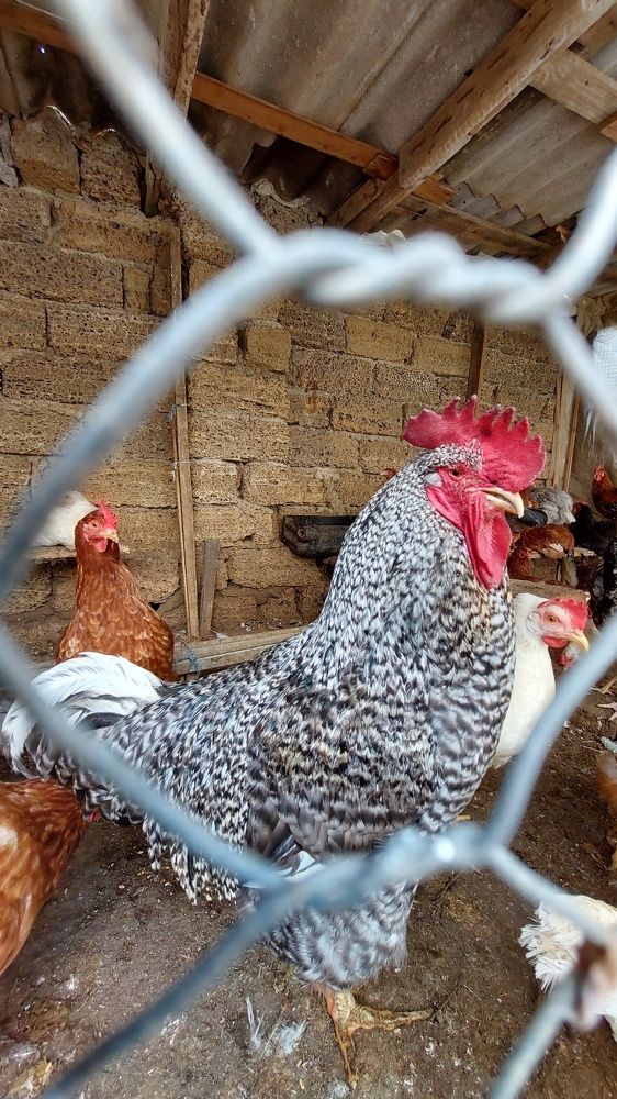 Петушок Красный гребешок