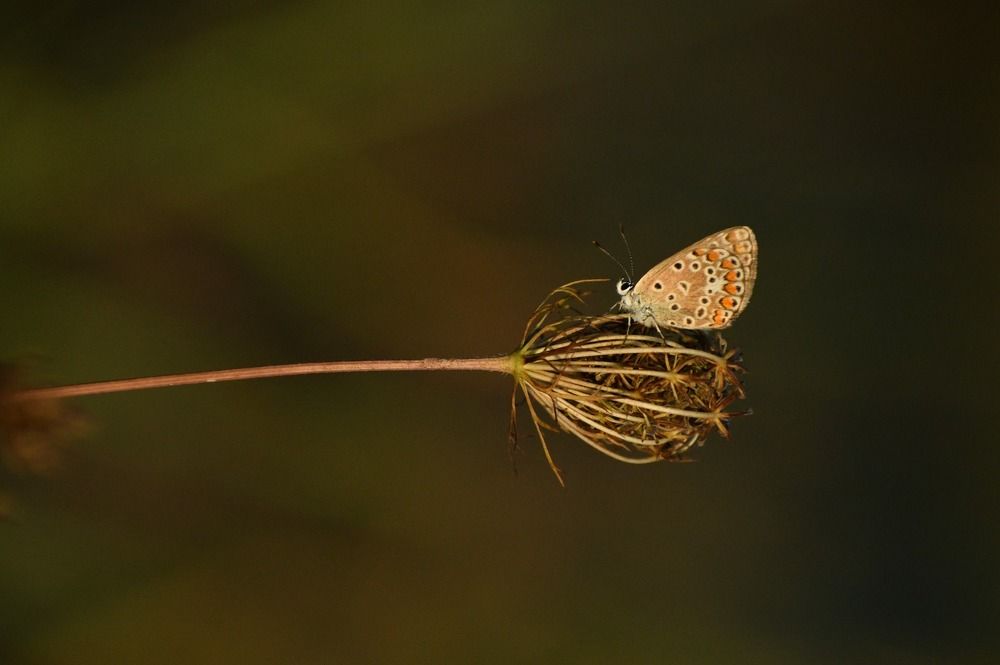 Photograph by Надежда Мерзликина