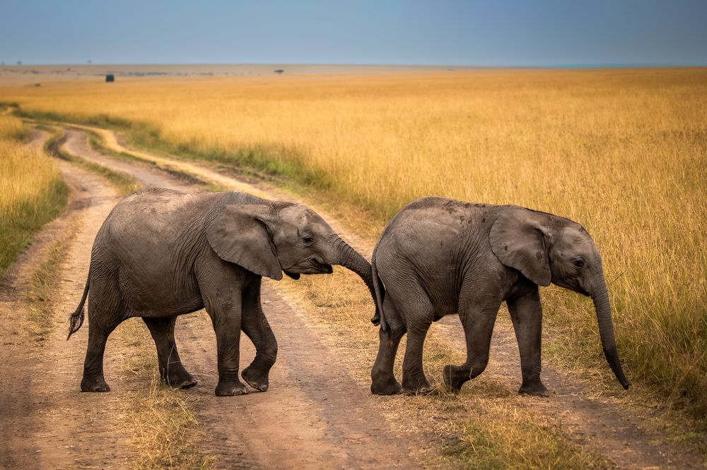 Masai Mara Elephant Family
